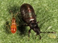 Oxycarenus