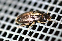 Selenophorus
