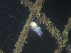 Euprymna