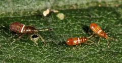 Oxycarenus