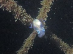Euprymna