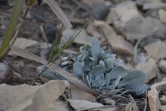 Physaria bellii