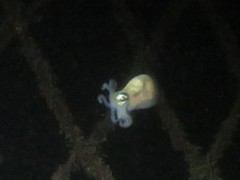 Euprymna