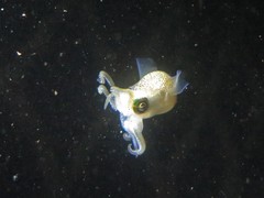 Euprymna