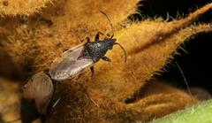 Oxycarenus