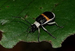 Paratriarius adonis