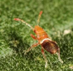 Oxycarenus