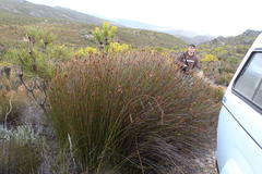 Ceratocaryum decipiens