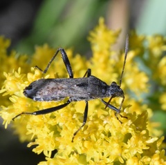 Alydus conspersus