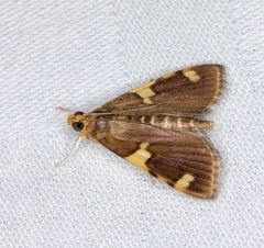 Rehimena phrynealis
