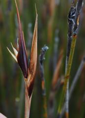 Ceratocaryum decipiens