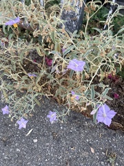 Solanum elaeagnifolium