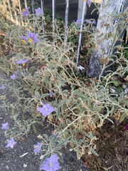 Solanum elaeagnifolium