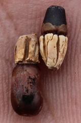 Ceratocaryum decipiens