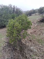 Colliguaja angustifolia (Colliguaja)