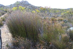 Ceratocaryum decipiens