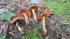 Cortinarius aurantiobasis