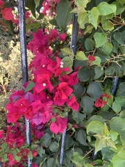 Bougainvillea