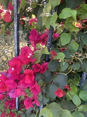 Bougainvillea