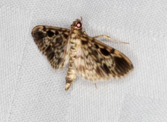 Rhimphaliodes macrostigma