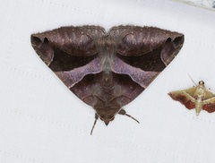 Bastilla arcuata