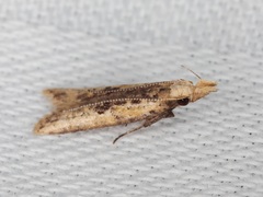 Dichomeris ochthophora