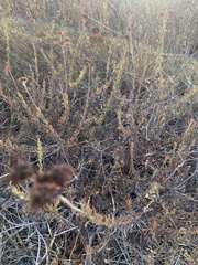 Eriogonum fasciculatum