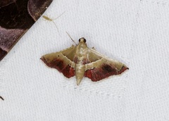 Endotricha repandalis