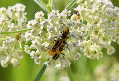 Chauliognathus omissus