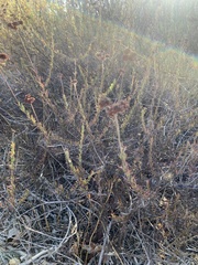 Eriogonum fasciculatum