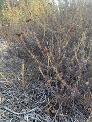 Eriogonum fasciculatum