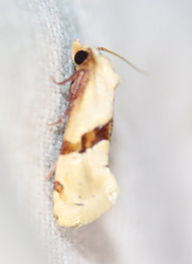 Ponometia venustula