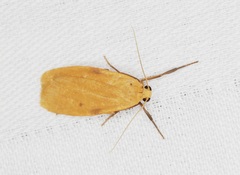 Paralithosia shaowuica