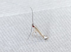 Eteoryctis syngramma