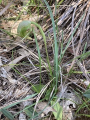 Pterostylis nutans