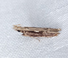 Hypatima spathota