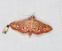 Ischnurges gratiosalis