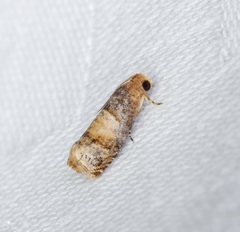 Lepteucosma fuscicaput