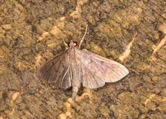 Omiodes tristrialis