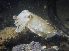 Sepia plangon