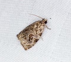 Phaecasiophora leechi