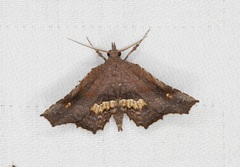 Throana pectinifer