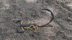 Centruroides fulvipes