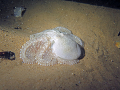 Octopus australis