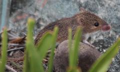 Acomys subspinosus