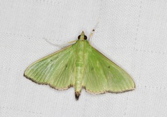 Parotis punctiferalis