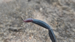 Centruroides fulvipes