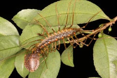 Thereuopoda clunifera