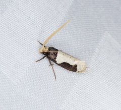 Thisizima subceratella