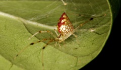 Thwaitesia margaritifera